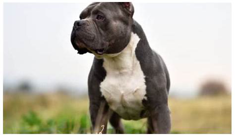 American Bully Growth Chart: Here's How Your Bully Grows