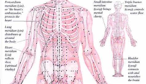 meridian charts for acupuncture