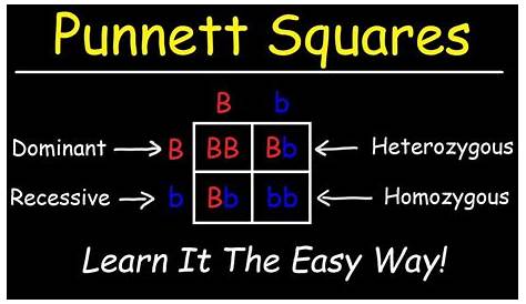 punnett squares x linked worksheets answers