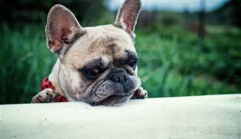 Everything You Need to Know About Feeding Your French Bulldog - PetHelpful
