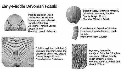 Ohio's Fossil Record | Orton Geological Museum