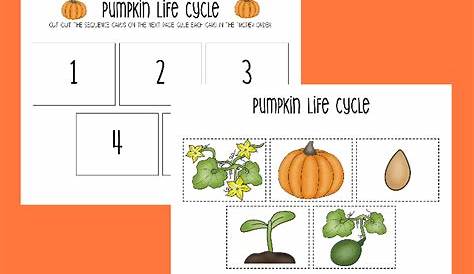 pumpkin life cycle worksheet