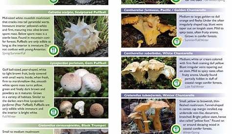As 20 melhores ideias de Mushroom identification no Pinterest
