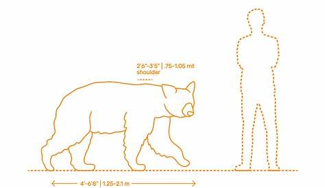 black bear size chart