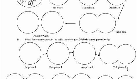 The Cell Cycle Worksheet Answer Key Biology | worksheet today