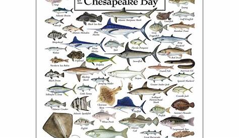 Fishes of the Mid-Atlantic Coast & Chesapeake - Poster - Earth Sky