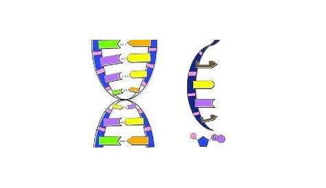 dna structure coloring sheet