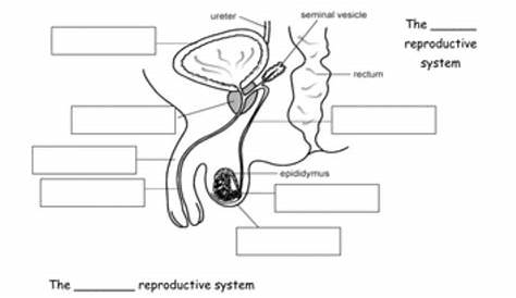 Reproductive system - Interactive worksheet | Female reproductive