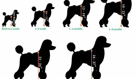 growth chart for toy poodles