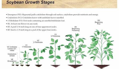 Nebraska Soybeans: Know Growth Stage Restrictions Before Using