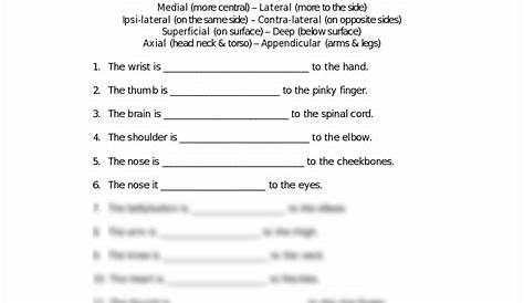17 Best Images of Worksheets Human Anatomy - Muscular System Diagram
