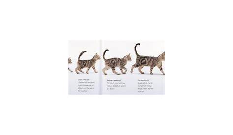 Pin by nan on veislės katės (Felis silvestris catus) | Kitten adoption
