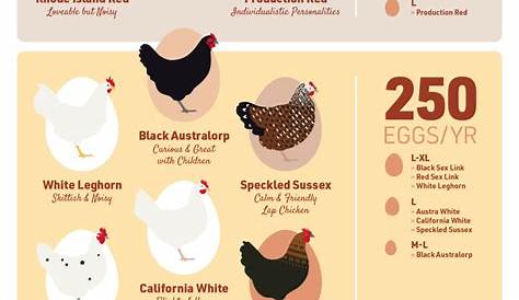 chicken egg layer chart