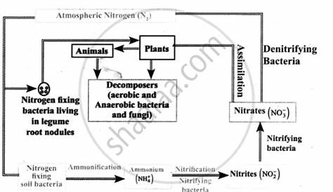 Nitrogen Cycle Flow Chart