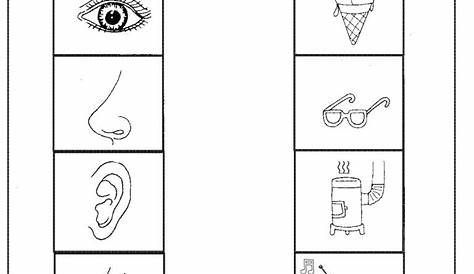 Printable five senses worksheet | Five senses worksheet, 5 senses
