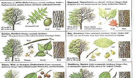 identification chart wisconsin tree leaves
