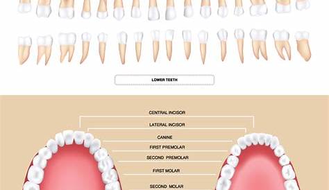 Teeth Numbers and Names: Diagram, Names, Number, and Conditions