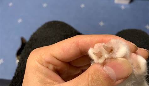 猫の爪の付け根が黒く汚れている。垢かな？拭き取りに付いて獣医の先生に確認してみた。 猫雨露霜雪！