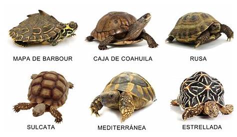 Tipos de tortugas domésticas
