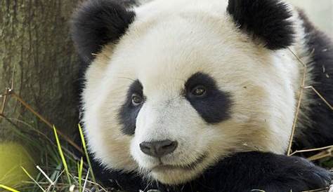 10 Fakta Om Panda