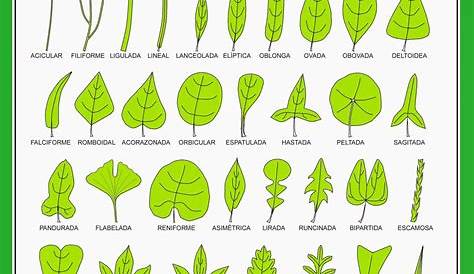Tipos de hojas según la división del limbo | Ciencias Naturales Online