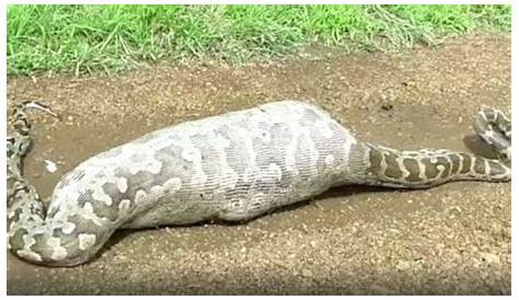 23 Foot Python Eats Man In Indonesia donesian Kills foot After It Bit His Arm