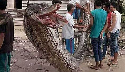 23 Foot Python Indonesia Woman Long Swallows n NBC 7 San
