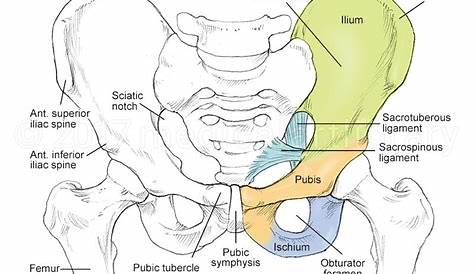 Anatomía y huesos de la cadera y la pelvis