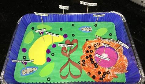 3d Plant Cell Model Ideas , Project,