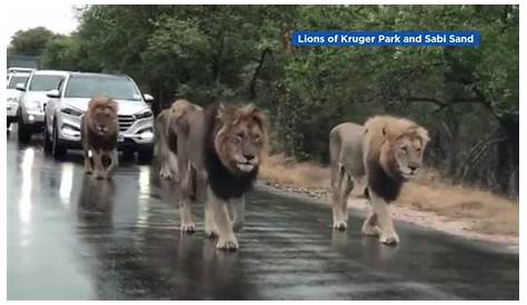 4 Male Lions On The Road Video Kill Buffalo At Djuma Africa Geographic