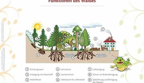 Funktionen des Waldes - Waldfunktionen - Ökosystemleistung Wald