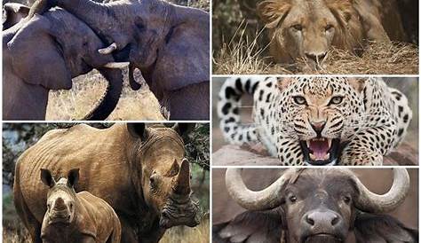 40 animales de África y sus características (comunes y raros)