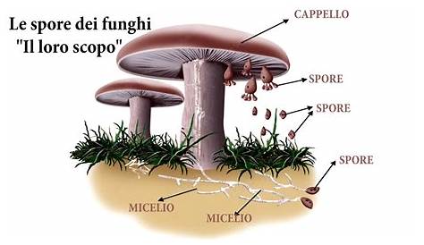 Conoscere i funghi - A cosa servono le spore - YouTube