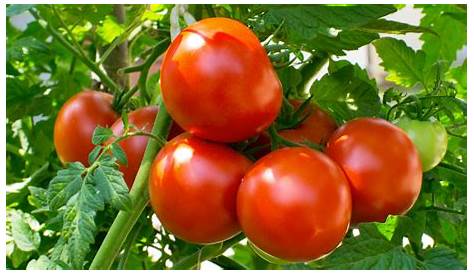 Cultura de Tomate | Proteção de Sementes e Cultivo na Plantação e