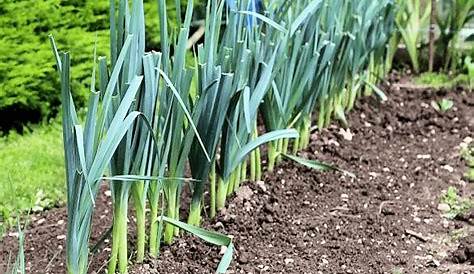 Poireaux : comment les planter et les cultiver? - Paroles de jardiniers