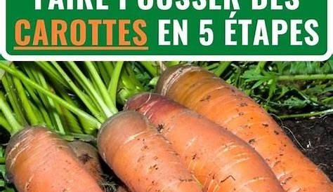Semer des carottes pour cet hiver en 3 étapes