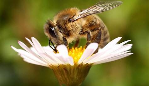 Apicultura Uruguay: Las flores "publicitan" su polen con impulsos