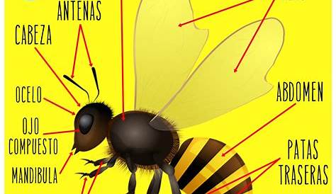 Bee's external anatomy | Foundation Amigos de las Abejas