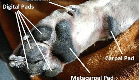 Dog Paws - Weird Facts & Care Tips | Paw care, Dog paws, Dog care