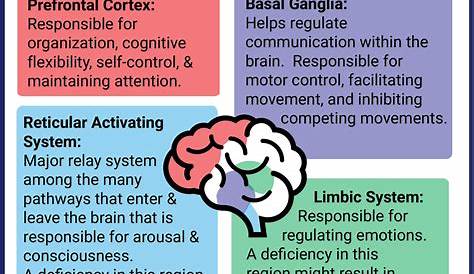 Adhd In Adults Quiz & Worksheet Overview Of Adult ADHD