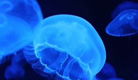 Blue Jellyfish Wallpaper 4K, Aquarium, Underwater, Animals, 3546