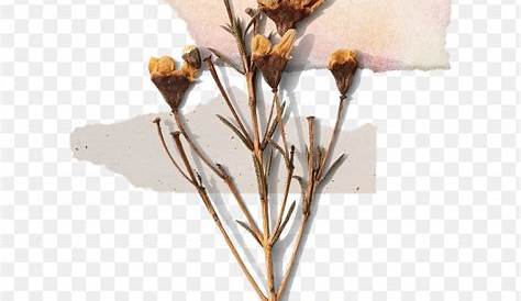 Dried Flowers Png