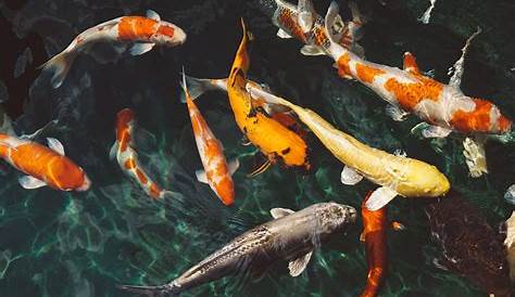 Fish Water Animal Swim #iPhone #5s #wallpaper | Koi wallpaper, Fish