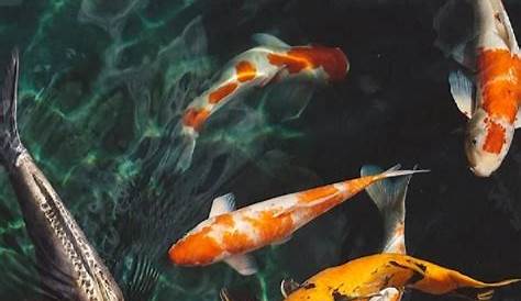 Pin by Des on attic in 2020 | Nature aesthetic, Koi art, Water aesthetic