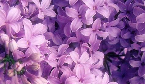 Pin by pluto on Aesthetic photos Flower aesthetic, Purple flowers