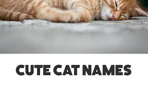 Cat Names 70+ Most Popular Male and Female Cat Names • 7ESL in 2021