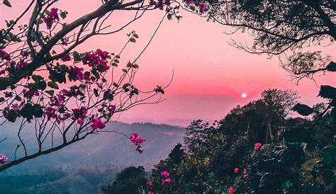Free Nature Wallpaper - Aesthetic Pink Nature Background - 1920x1200