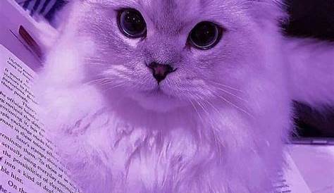 My purple Indie Aesthetic purple, Purple aesthetic, Aesthetics purple