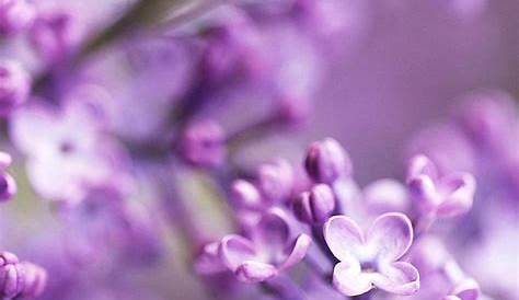 Purple Aesthetic Flower - Purple flowers | Aesthetic | Pinterest