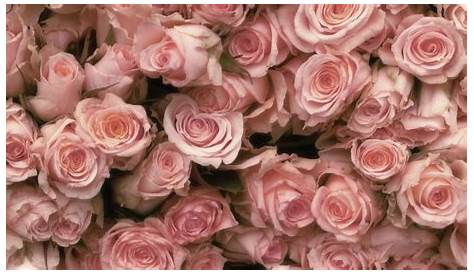 Aesthetic Pink Roses Wallpapers - Wallpaper Cave